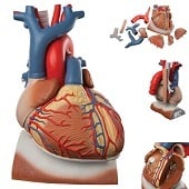 Anatomie model hart met diafragma, 3x vergroot, 10-delig