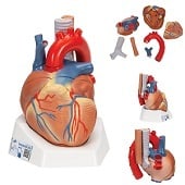 Anatomie model hart, 20x15x17 cm, 7-delig