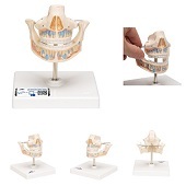 Anatomie model melkgebit, 13x12x13 cm