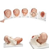 Anatomie model geboorte (complete serie van 5 modellen)