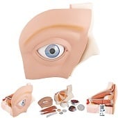 Anatomie model oog, 12-delig, 33x30x38 cm