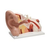 Anatomie model oor, 5x vergroot, 25x41x25 cm