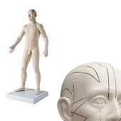 Acupunctuur en meridianen model (man, 70 cm)