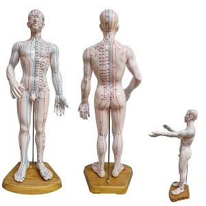 Acupunctuur en meridianen model (man, 50 cm)