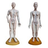 Acupunctuur en meridianen model (man en vrouw)