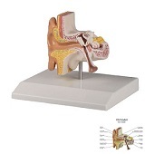 Anatomie model oor, 11x9x5 cm