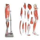 Anatomie model spieren been en bekken, 13-delig