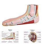 Anatomie model voet (platvoet)