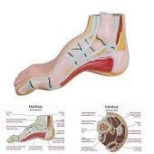 Anatomie model voet (holvoet)