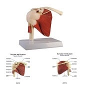 Anatomie model schoudergewricht met spieren