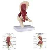 Anatomie model heupgewricht met spieren
