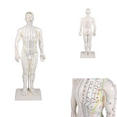 Acupunctuur en meridianen model (man, 50 cm)