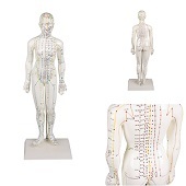 Acupunctuur en meridianen model (vrouw, 48 cm)