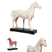 Acupunctuur model paard