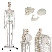 Anatomie model menselijk skelet, 178 cm