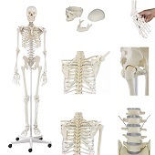 Anatomie model menselijk skelet, 176 cm