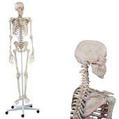 Anatomie model menselijk skelet met origo en insertie van spieren, 176 cm