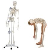 Anatomie model menselijk skelet met ligamenten, flexibel, 176 cm