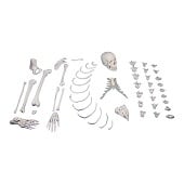 Anatomie model menselijk skelet, half, ongemonteerd