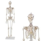 Anatomie model menselijk skelet, 84 cm