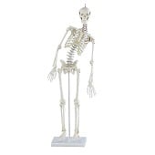 Anatomie model menselijk skelet, flexibel, 84 cm