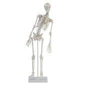 Anatomie model menselijk skelet met origo en insertie van spieren, 84 cm