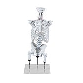 Anatomie model wervelkolom met femurkoppen en ribbenkast, 78 cm