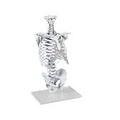 Anatomie model wervelkolom met ribbenkast, 70 cm
