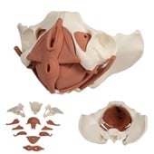 Anatomie model bekken en bekkenbodemspieren, vrouw, 12-delig, 27x18x17 cm