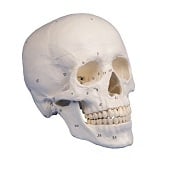 Anatomie model schedel genummerd (3-delig)
