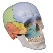 Anatomie model schedel didactisch genummerd (3-delig)