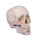 Anatomie model schedel met origo en insertie (3-delig)