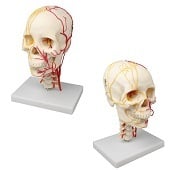 Anatomie model schedel met CWK, neurovasculair