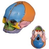 Anatomie model schedel foetus (38 weken)