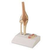 Anatomie model kniegewricht met ligamenten (mini, 12x10x20cm)