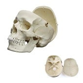 Anatomie model volwassen schedel, man, 2-delig