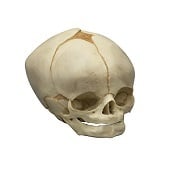 Anatomie model schedel foetus (40 weken)
