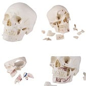 Anatomie model schedel deluxe, 14-delig