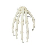 Anatomie model hand