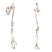 Anatomie model armskelet en schouderblad + beenskelet en bekken met spieren