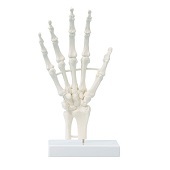Anatomie model hand en pols