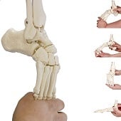 Anatomie model voetskelet met scheen- en kuitbeen flexibel