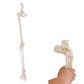 Anatomie model beenskelet en bekken met flexibele voet