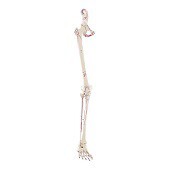 Anatomie model beenskelet en bekken met spieren