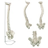 Anatomie model wervelkolom, flexibel, 75 cm