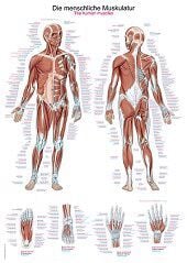 Anatomie poster spieren (Duits/Engels/Latijn, kunststof-folie, 70x100 cm)
