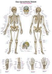 Anatomie poster skelet (Duits/Engels/Latijn, kunststof-folie, 70x100 cm)