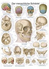 Anatomie poster schedel (Duits/Engels/Latijn, kunststof-folie, 70x100 cm)