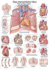 Anatomie poster hart (Duits/Engels, papier, 50x70 cm) + ophangsysteem