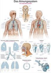 Anatomie poster ademhaling (Duits/Engels/Latijn, papier, 50x70 cm) + ophangsysteem